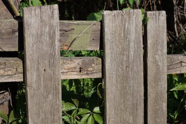 Kırsal bir sokakta yeşil bitki örtüsüyle kaplanmış kırık tahtaları olan eski gri ahşap çit duvarı.