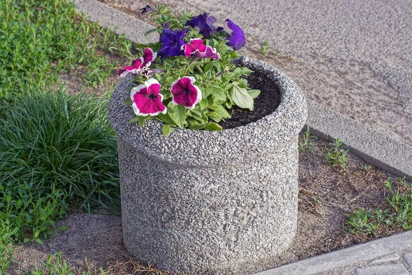 Mor çiçekli gri bir saksı sokakta yerde duruyor.