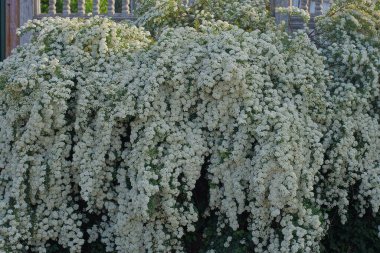 Sokakta yeşil yapraklı, dalları üzerinde bir sürü küçük beyaz çiçek olan çalılar.
