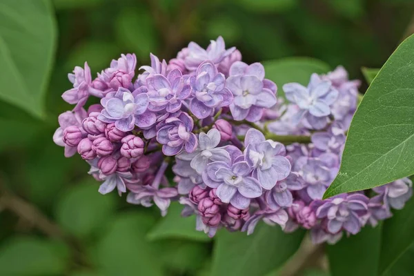 Маленькие Голубые Фиолетовые Цветы Сирени Ветке Зелеными Листьями Парке — стоковое фото
