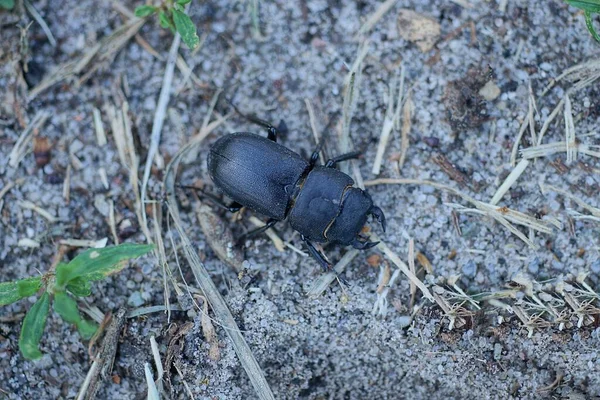 Een Grote Zwarte Kever Zit Grijs Zand Natuur — Stockfoto