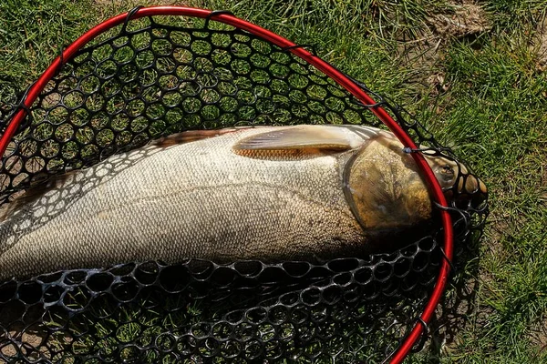 Gros Poisson Carpe Argent Vivant Dans Filet Débarquement Maille Plastique — Photo