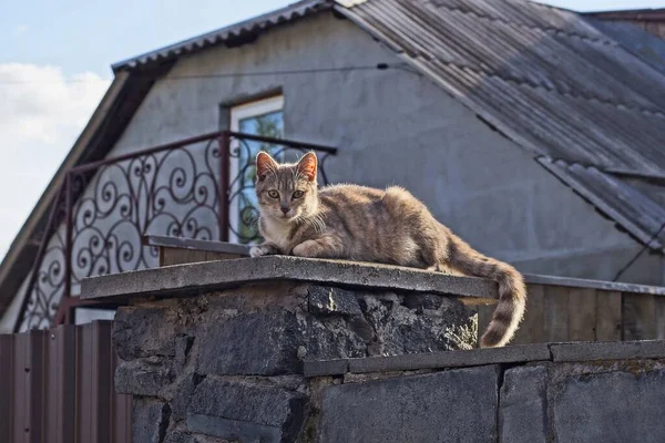 Grå Katt Ligger Stenmuren Staketet Gatan — Stockfoto