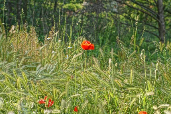一朵红色的罂粟花生长在夏天的草地上的青草和植被中 — 图库照片