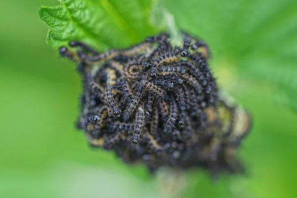 Ett Gäng Svarta Larver Stjälken Växt Med Gröna Blad Naturen — Stockfoto