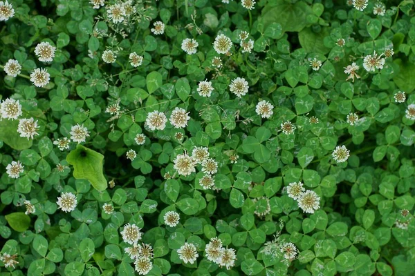 Φυσική Φυτική Υφή Λευκών Μικρών Λουλουδιών Πράσινα Μικρά Φύλλα Τριφυλλιού — Φωτογραφία Αρχείου