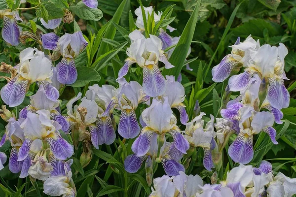 Texture Végétale Naturelle Fleurs Iris Blanc Bleu Dans Végétation Verte — Photo