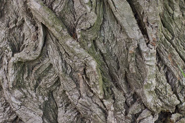 Natürliche Holzstruktur Aus Einem Muster Aus Grauer Eichenrinde — Stockfoto