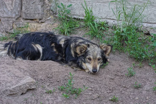 Perro Gris Negro Extraviado Yace Mira Suelo Hierba Verde Calle — Foto de Stock