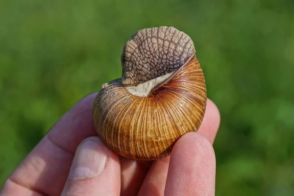 Prsty Drží Jednu Velkou Hnědou Šedou Šneka Zeleném Pozadí — Stock fotografie