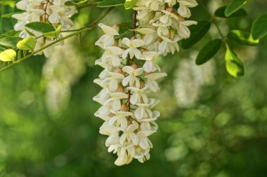 Akasya 'nın beyaz çiçekleri, yaz ormanlarında yeşil yapraklı ağaç dalları üzerindedir.