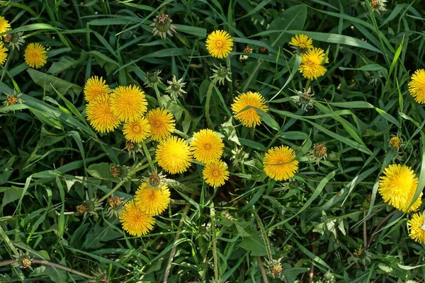 夏の公園の緑の芝生には黄色いタンポポの花がたくさん咲いています — ストック写真