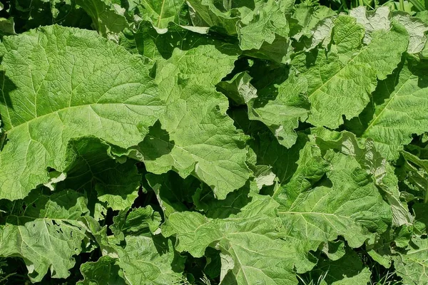 natural plant texture of large green leaves of burdock plants in nature