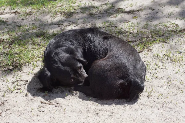 Ein Großer Schwarzer Streunender Hund Liegt Und Schläft Auf Dem — Stockfoto