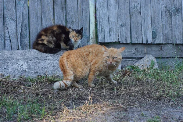 Dois Gatos Assustados Rua Perto Uma Cerca Madeira Cinza — Fotografia de Stock