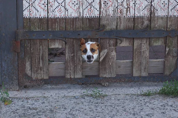 Одна Маленькая Пятнистая Злая Собака Между Серыми Деревянными Досками Улице — стоковое фото