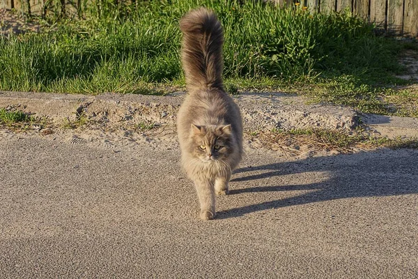 Ένα Μεγάλο Γκρι Χνουδωτή Γάτα Στέκεται Ένα Δρόμο Κοντά Ένα — Φωτογραφία Αρχείου