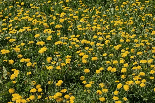 Birçok Sarı Karahindiba Çiçeğinin Doğal Bitki Dokusu Doğadaki Yeşil Çimlerde — Stok fotoğraf