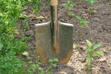 Kahverengi pas içinde bir siyah metal kürek nemli toprak ve yaz bahçesinde yeşil bitki örtüsü