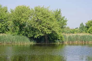Nehrin gri suyu ve kumsalda yeşil kamışları olan kısmı ve güneşli bir yaz gününde büyük bir ağaç.