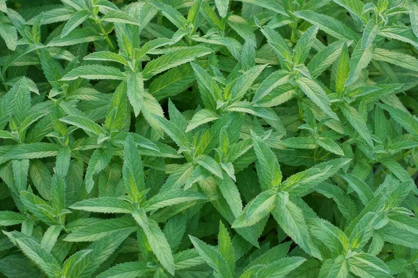 natural texture from the mint green leaves of plants in nature