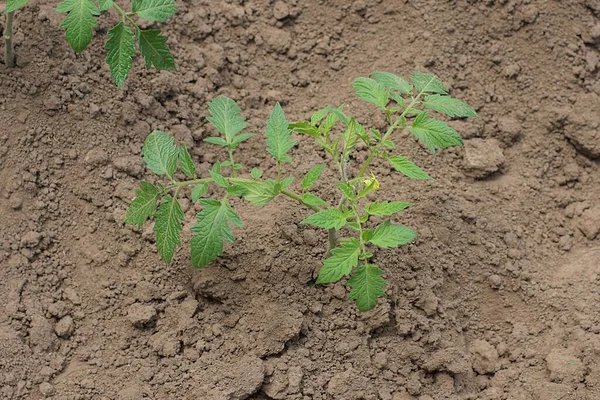 Arbusto Tomate Verde Terra Seca Cinza Jardim Verão — Fotografia de Stock