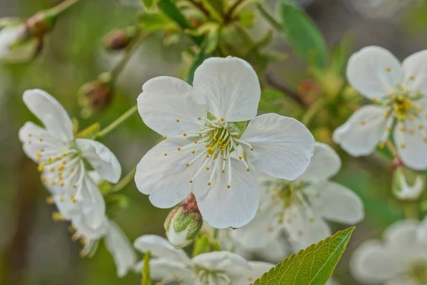 Many Small White Flowers Brown Cherry Branch Spring Garden — Stock Photo, Image