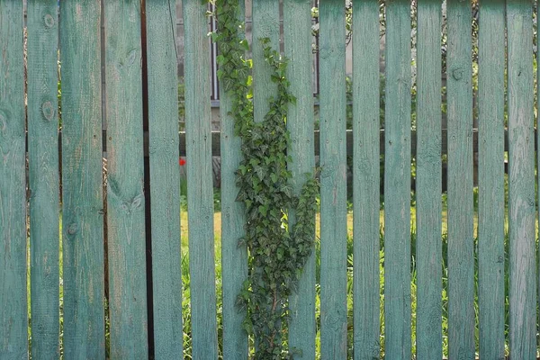 Texture Wooden Gray Fence Wall Overgrown Green Vegetation Street — ストック写真