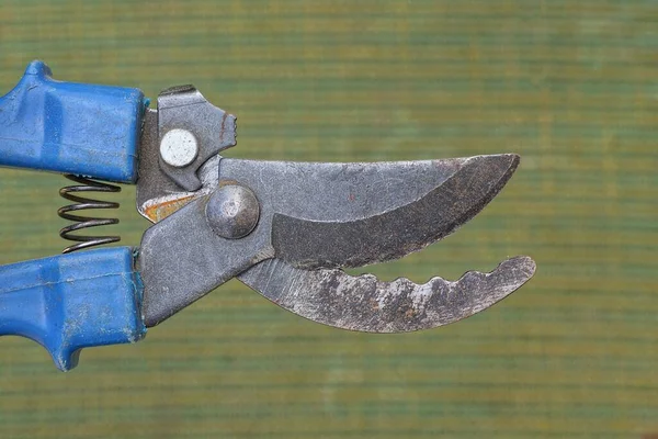 One Black Iron Pruner Scissors Blue Plastic Handles Lies Green — Stock Photo, Image
