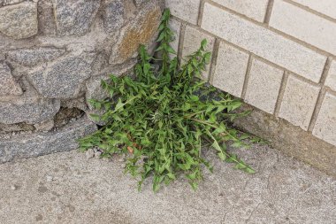 Gri asfalttan filizlenen uzun yapraklı yeşil bir karahindiba bitkisi sokakta beyaz tuğla ve taş bir duvara karşı.