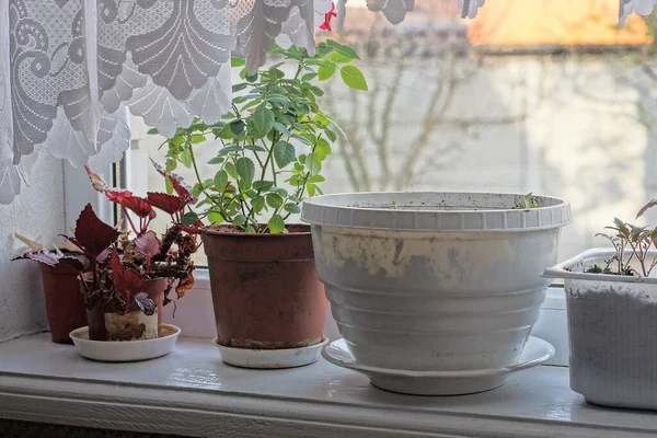 Deretan Pot Bunga Coklat Dan Putih Dengan Tanaman Hias Jendela — Stok Foto