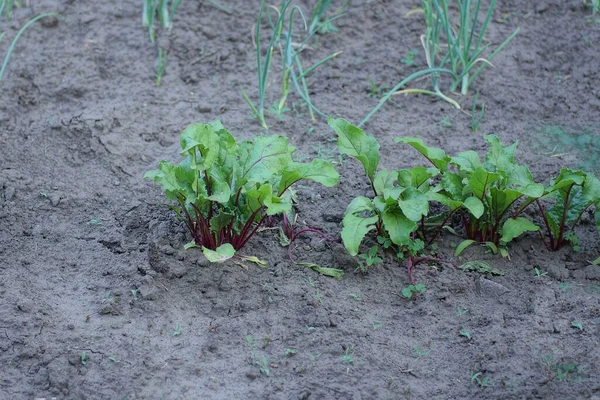 Row Beetroot Plants Green Leaves Gray Earth Summer Garden — Fotografia de Stock