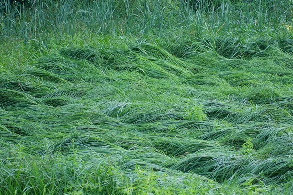 Много Длинной Зеленой Травы Камыша Травы Воде Болоте — стоковое фото
