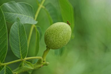 Doğada yaprakları olan bir ağacın dalında bir yeşil ceviz.