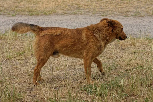 One Big Brown Stray Dog Stands Dry Gray Grass Vegetation — Stok fotoğraf