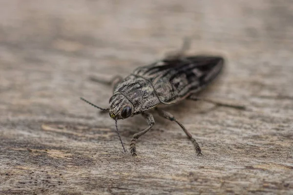 커다란 딱정벌레 마리가 — 스톡 사진