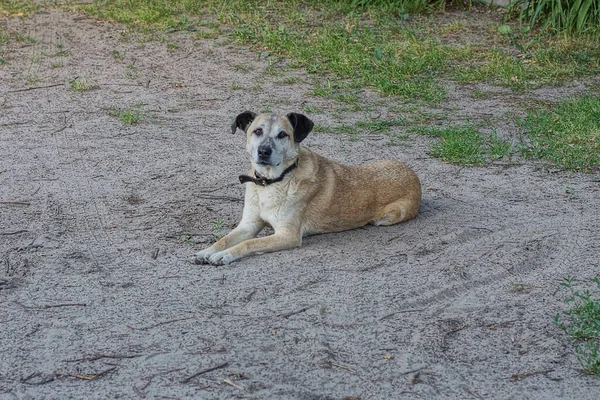 One Big Brown Dog Lies Looks Gray Sand Green Grass — Stock fotografie