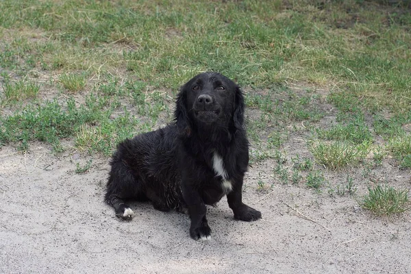 Ένα Μεγάλο Μαύρο Σκυλί Βρίσκεται Στο Υγρό Έδαφος Κοντά Στο — Φωτογραφία Αρχείου