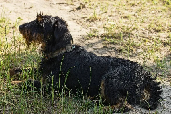 Jeden Velký Černý Pes Leží Vlhké Zemi Blízkosti Zelené Trávy — Stock fotografie