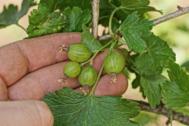 El parmakları yeşil bektaşi üzümlerini tutarken bir çalılığın dalında ve bir yaz bahçesinde yapraklarla