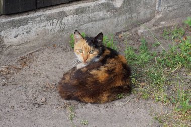 Bir sokak kedisi yerde, çimlerin üzerinde yatıyor.