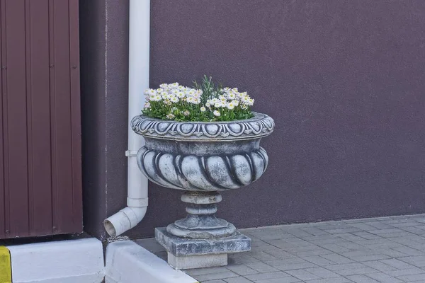 One Gray Large Concrete Flowerpot White Flowers Stands Sidewalk Brown — Foto de Stock