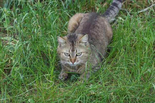 One Gray Cat Lies Looks Green Grass Nature — 图库照片