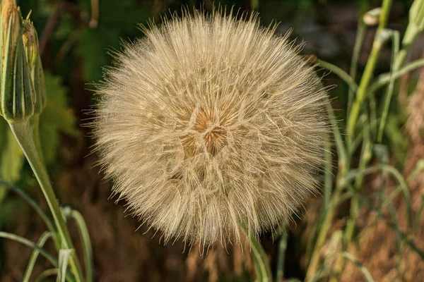 One Large Gray Dandelion Green Vegetation Nature — Φωτογραφία Αρχείου