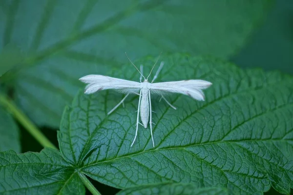One Small White Moth Sits Green Leaf Plant Nature — Zdjęcie stockowe