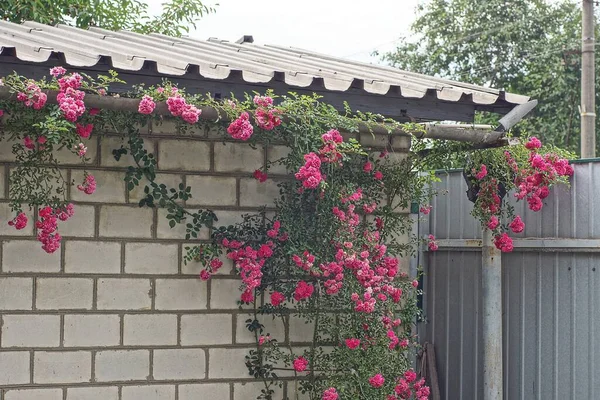 Grüner Pflanzenstrauch Mit Roten Rosen Der Weißen Ziegelwand Des Hauses — Stockfoto