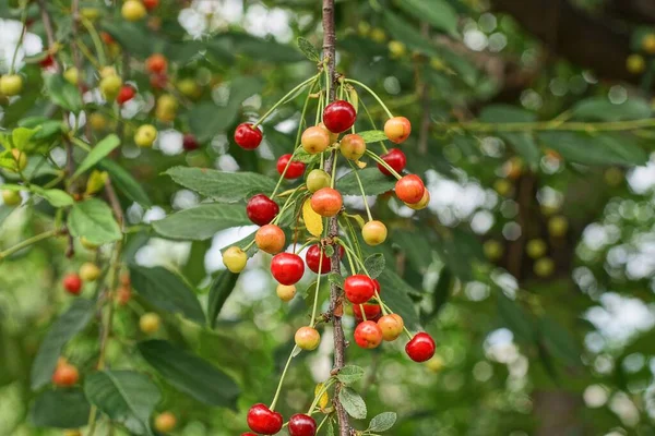 Lot Red Yellow Cherry Berries Thin Branch Green Leaves Tree — Photo
