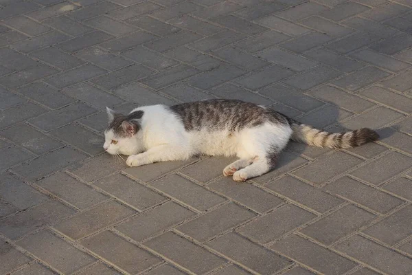 One Big Spotted Stray Cat Lies Gray Pavement Street — Photo