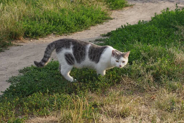 One Big Stray Spotted Cat Stands Looks Green Grass Nature — 图库照片