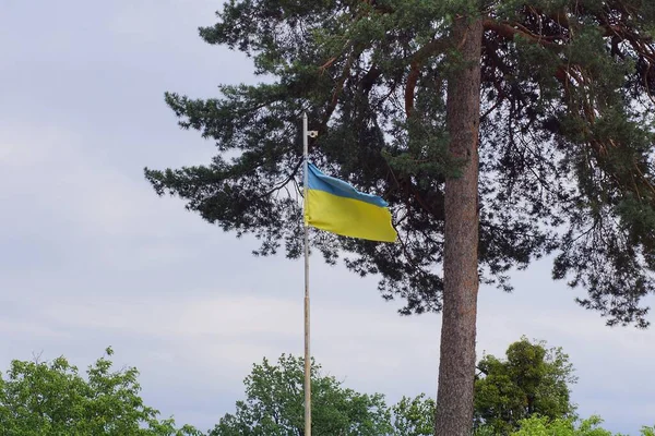Flag Ukraine High Flagpole Street Background Green Pine Gray Sky — Stockfoto